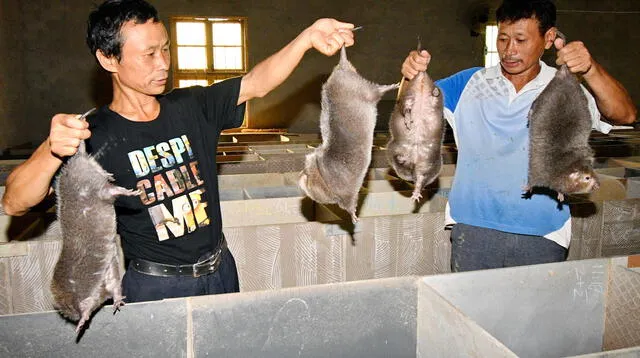 La posibilidad de ver nuevas dolencias transmitidas por animales a humanos en el futuro es muy real.