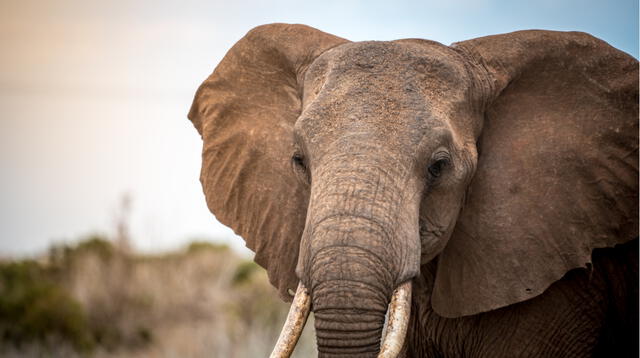 Los guardias forestales fueron quienes hallaron al elefante gravemente herido con quemaduras en una oreja.