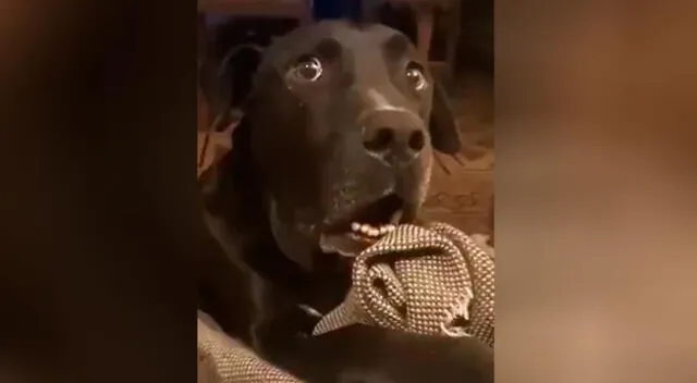 La reacción de un perrito al enterarse de que la mascota del vecino está embarazada