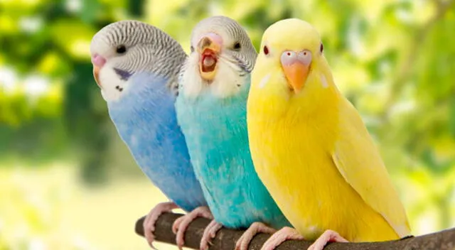 Es común que las aves muden la piel en verano.