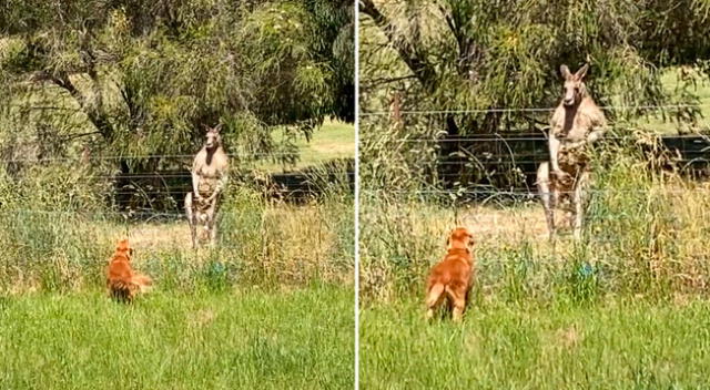 El perro hizo todo lo posible para ahuyentar al canguro.