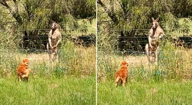 El perro hizo todo lo posible para ahuyentar al canguro.