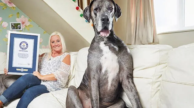 Freddy, un gran danés reconocido por el libro de los Récords Guinness como el perro más alto del mundo.