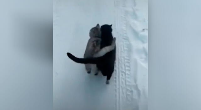 Gatitos pasean juntos románticamente