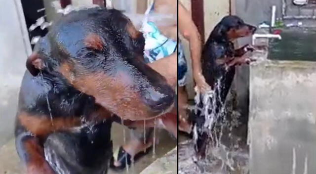 Peculiar baño del perro se viralizó en las redes sociales.