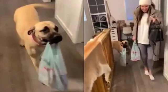 Peculiar video del perro se viralizó en las redes sociales.