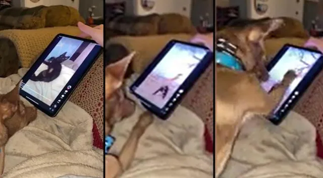 Peculiar video del perro se viralizó en las redes sociales.