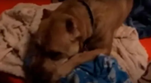 Perrito abraza su mantita al ser abandonado por su familia