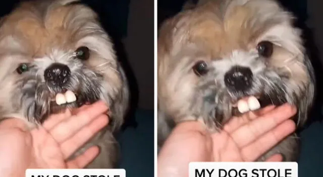 El perrito travieso se puso una dentadura postiza