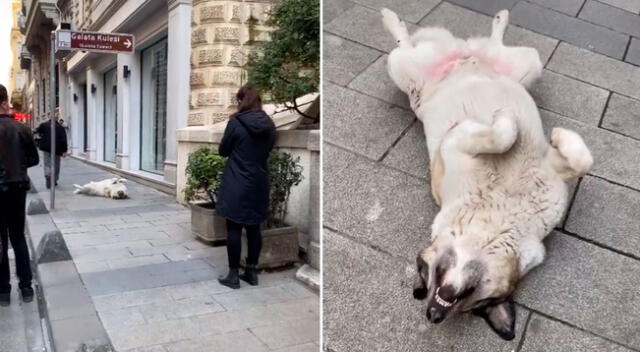 El travieso perrito callejero asustó a más de uno.