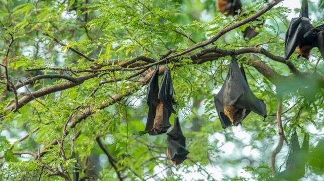 De acuerdo con la investigación, los murciélagos tenían anticuerpos capaces de atacar el SARS-CoV-2.