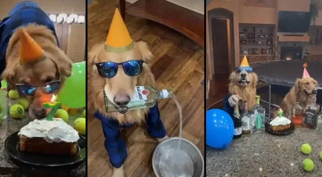 Peculiar video del perro se viralizó en las redes sociales.