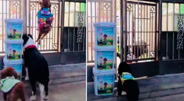 En el video musicalizado con la música de la película Misión Imposible se ve a un grupo de cachorros en la puerta, aparentemente, de una tienda china de mascotas.