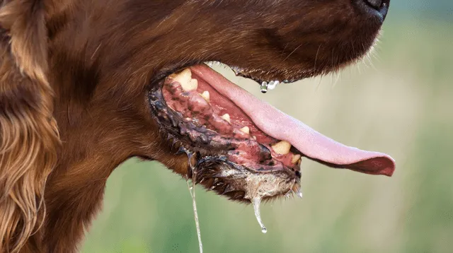 La rabia genera cambios en el comportamiento de los perros.