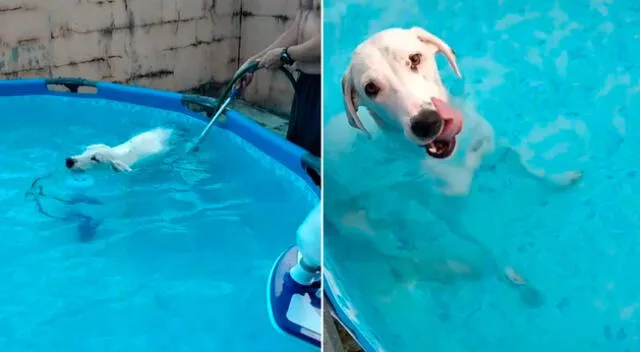 El perrito aprovechó piscina vacía para nadar y jugar.