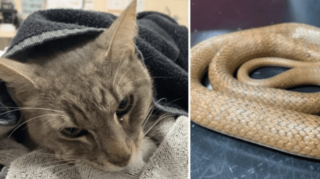 Arthur, el gato que luchó contra el feroz reptil para salvar la vida de dos menores.