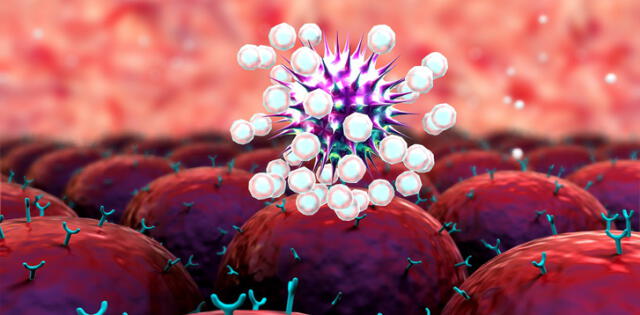 Es importante señalar que las células T no previenen la infección, puesto que comienzan a actuar una vez que el virus se ha infiltrado en el cuerpo.