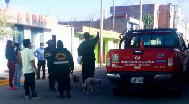 Municipio de Cayma anunció que investigará muerte de los canes.