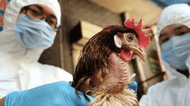 Rusia detecta el primer caso en humanos de la cepa H5N8 de gripe aviar.