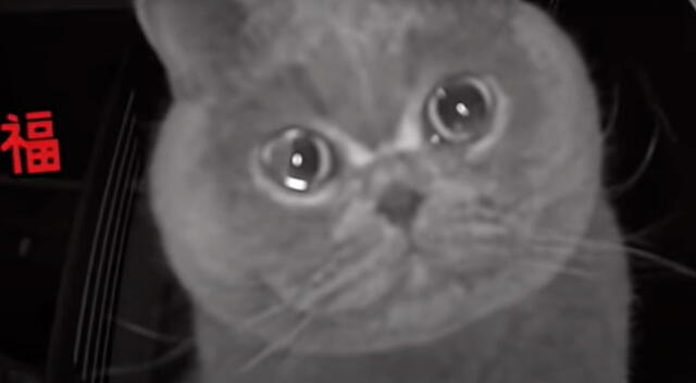 Gatito se vuelve viral al llorar por escuchar la voz de su dueña que se fue de viaje.