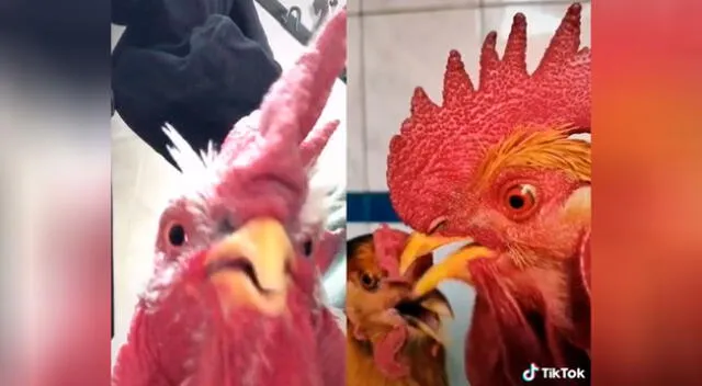 Gallos interpretan conocida canción y causan revuelo en TikTok