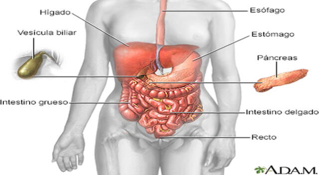 Deben prestar atención a las señales de su cuerpo.