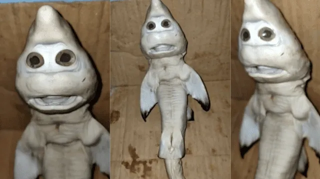 El extraño tiburón se ha vuelto viral en redes sociales.