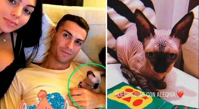 Cristiano Ronaldo y Georgina Rodríguez preocupados por su gato Pepe.