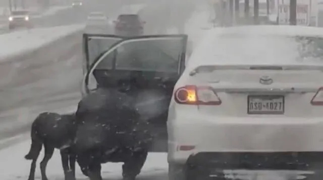 Un video muestra el momento exacto en que el perro se acerca al auto de la mujer para ir a casa.