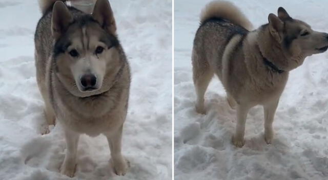 El perro de raza Husky se robó el corazón de todos en TikTok.