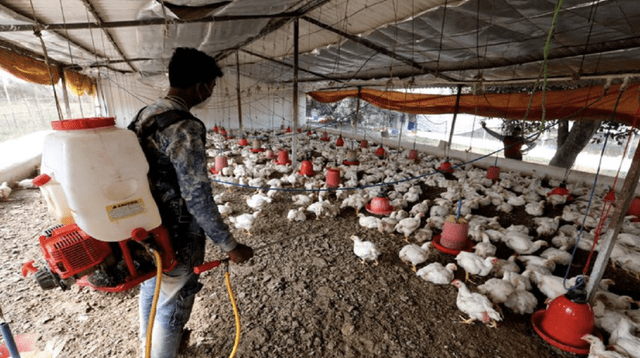 OMS pidió precaución ante los siete casos de gripe aviar detectados en Rusia