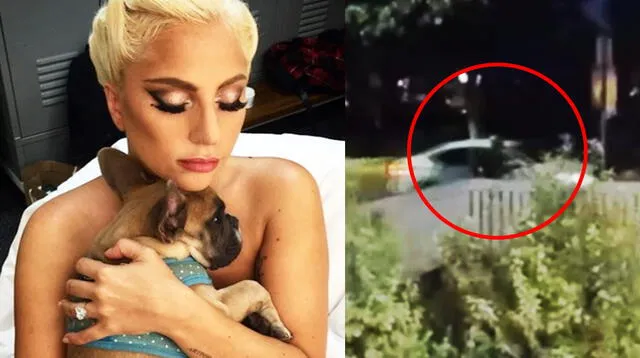 Lady Gaga pagará recompensa de medio millón de dólares a mujer que encontró a los bulldog.