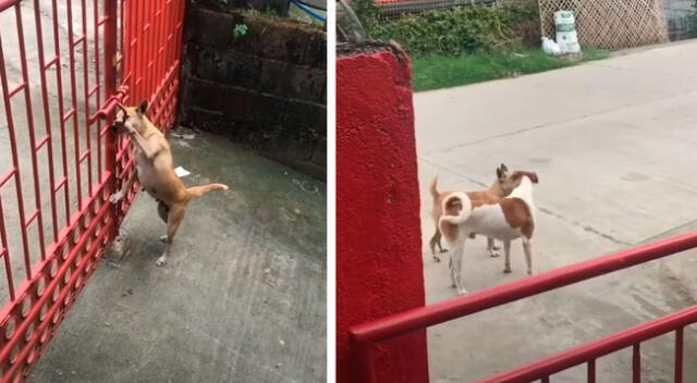 Perrita se escapa para ver a su novio y el video se vuelve viral