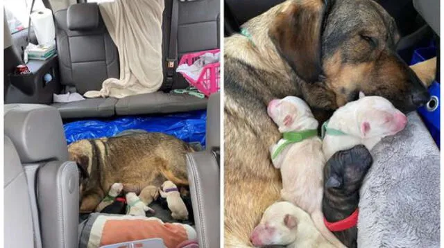 Pasaron 12 horas en el auto para que su perrita pudiera dar a luz en un lugar caliente.
