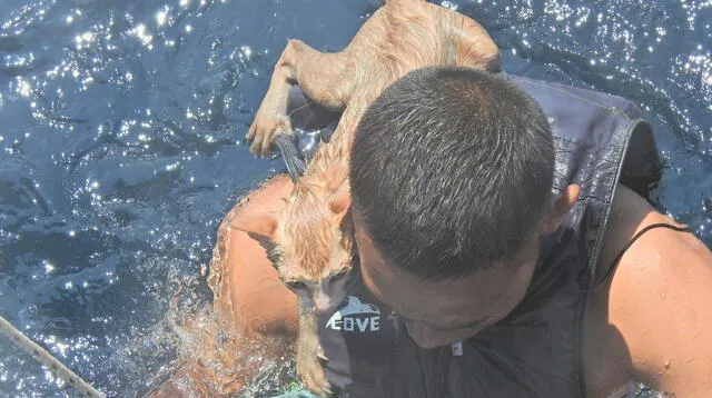 Un marinero tailandés nada con uno de los gatos rescatados en la espalda en el mar de Andamán, el 2 de marzo de 2021.