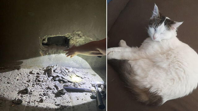 Gina, una gata adoptada, de un año y medio, desapareció el mismo día en el que los plomeros terminaron su trabajo y se marcharon del hogar.