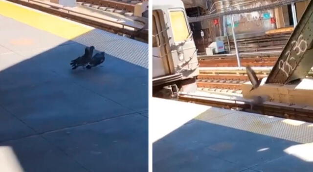 Las palomas acorralaron a otra para que se tire a las vías del tren