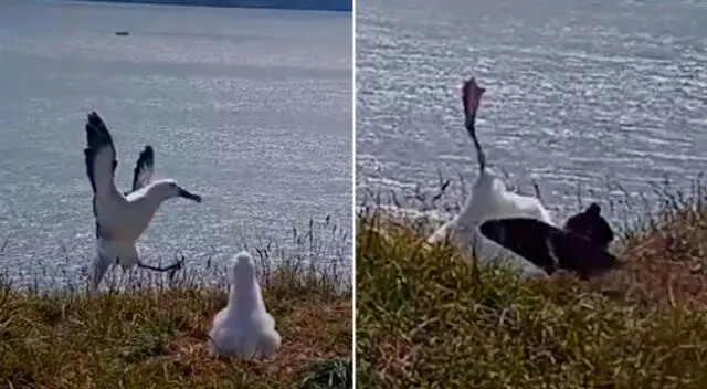 Tras el impacto, el albatros real se recuperó rápidamente.