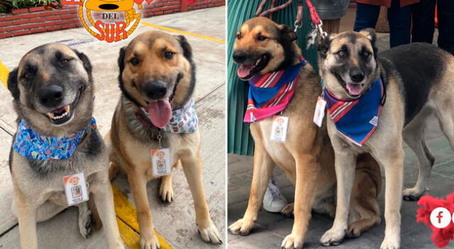 Costilla y Adobada trabajan como meseros en el restaurante donde los adoptaron.