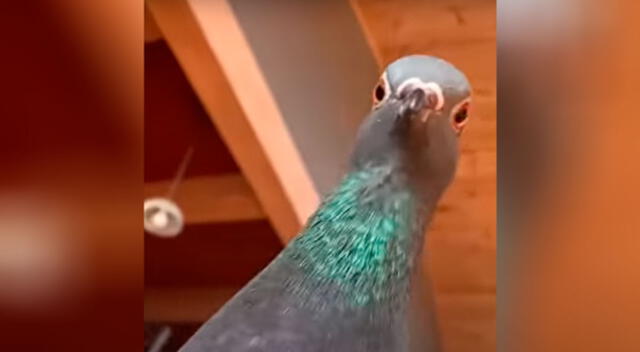 La curiosa reacción de la paloma llamó la atención de los usuarios de YouTube