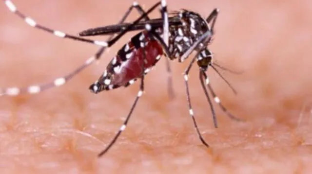 reportan 16 casos de dengue en el distrito de Pacanguilla