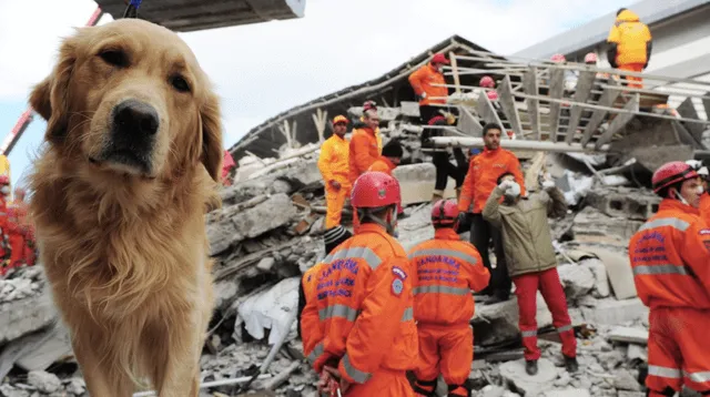 ¿Cómo entrenar a tu mascota para desastres naturales?