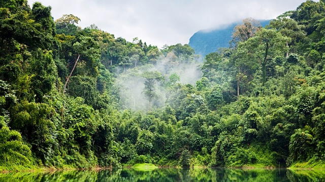 Los bosques proporcionan servicios de un valor incalculable por su biodiversidad.
