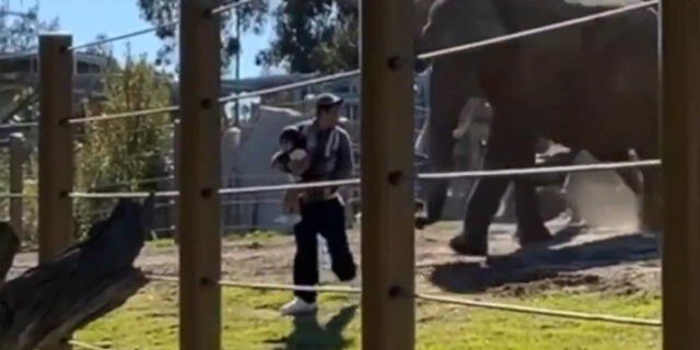 Un padre fue arrestado bajo sospecha de poner en riesgo a su hija de dos años después de meterla en el área de los elefantes.