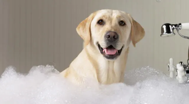 Conoce los cuidados para bañar a tu perro.