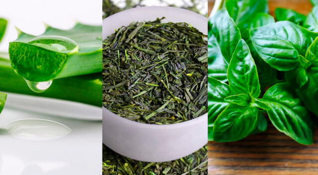 La sábila, el té verde, y la albahaca son algunos remedios naturales de la medicina alternativa para tratar el acné.