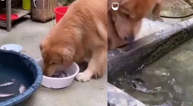 Peculiar video del perro y el pez se viralizó en las redes sociales.