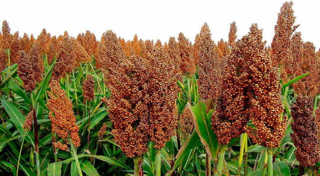 La cañihua es una planta andina pariente de la quinua.