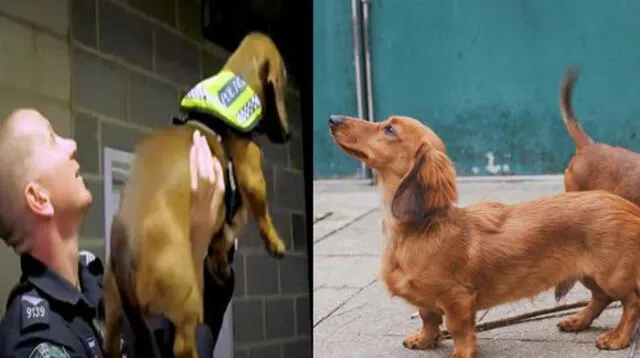 Policías son virales por presentar a perros salchichas como nuevos refuerzos de unidad canina.