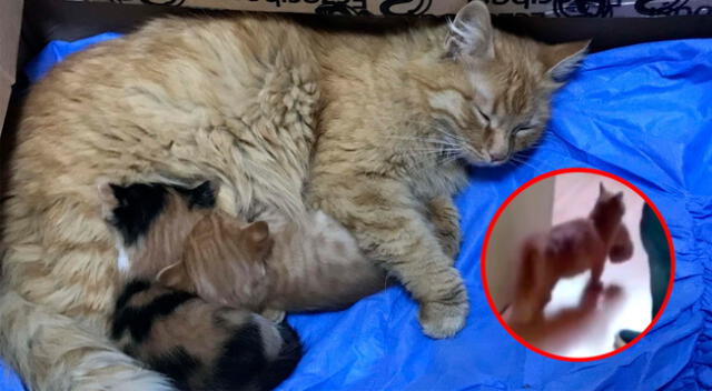 “Ella era una gata callejera que deambulaba cerca de aquí. No sabíamos que dio a luz a gatitos”, indicó el veterinario.